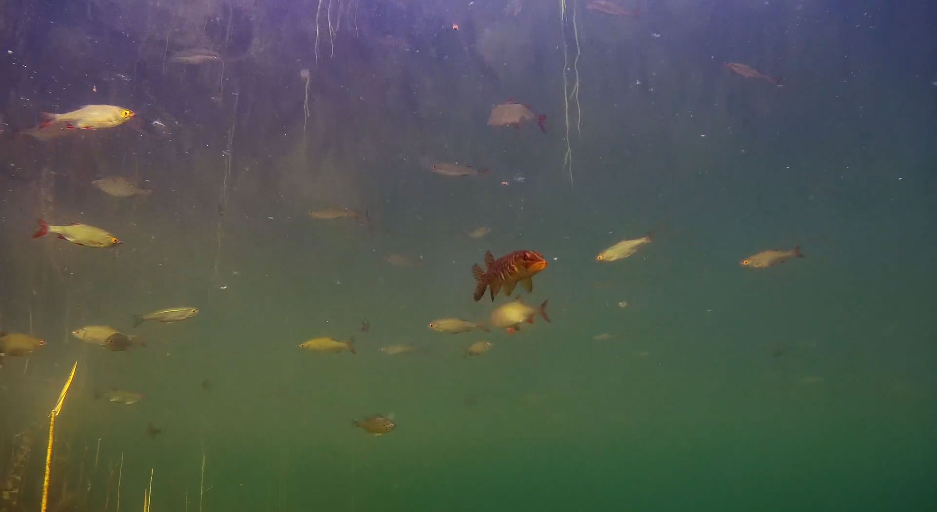 grass-pickerel-underwater-footage.jpg