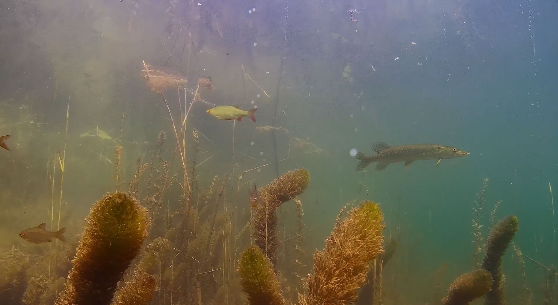 northern-pike-underwater-drone.jpg