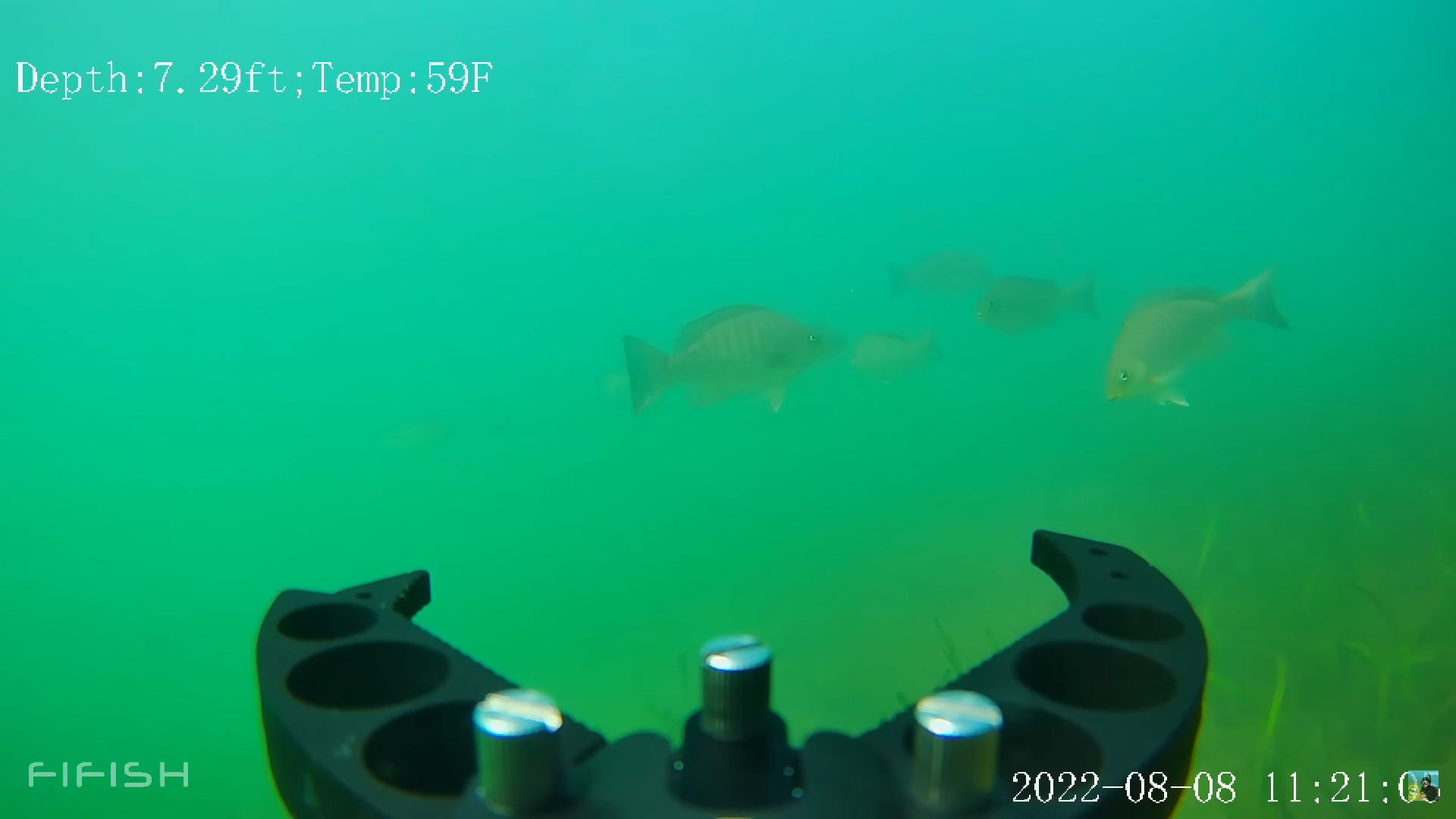 underwater-drone-fish-australia.jpg