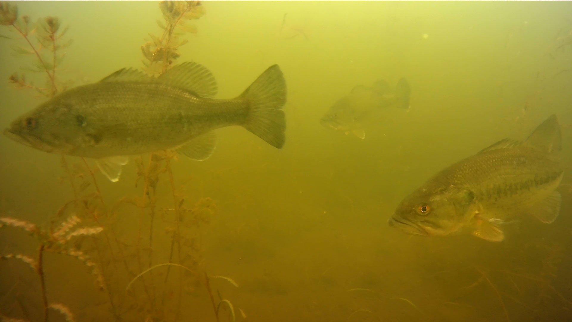 underwater-footage-largemouth-bass-stony-creek-michigan.jpg