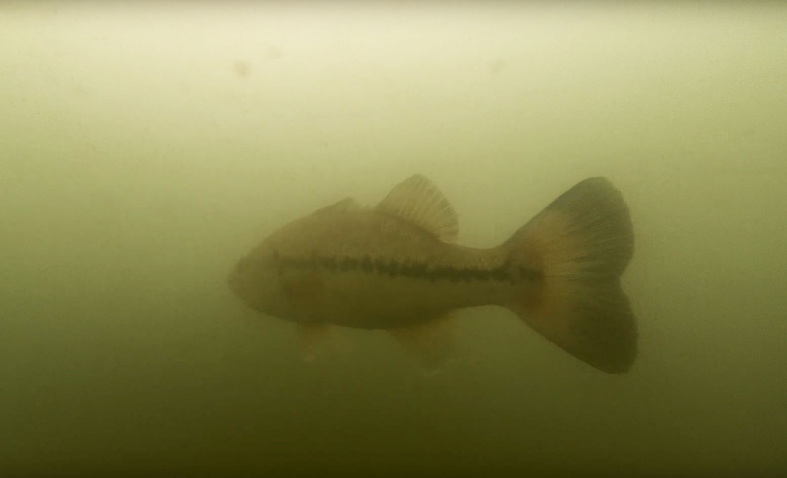 underwater-drone-fish-lake-st-clair.jpg